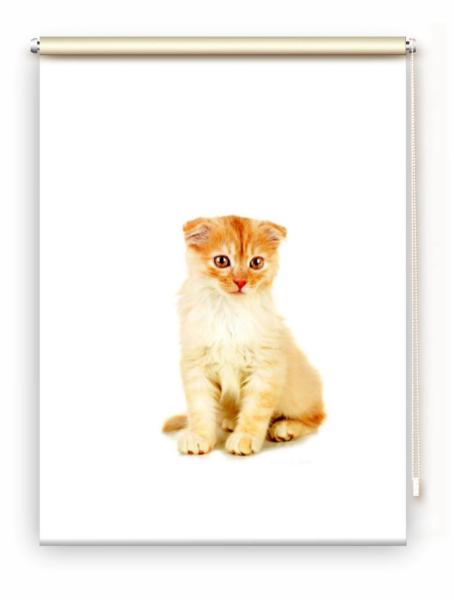 Rollo Tiger Katzenbaby, Rollo, Motivrollo, Rollo mit Druck, Fotorollo, bedrucktes Rollo, Fensterrollo,verdunkelndes Rollo, Sonnenschutz Rollo